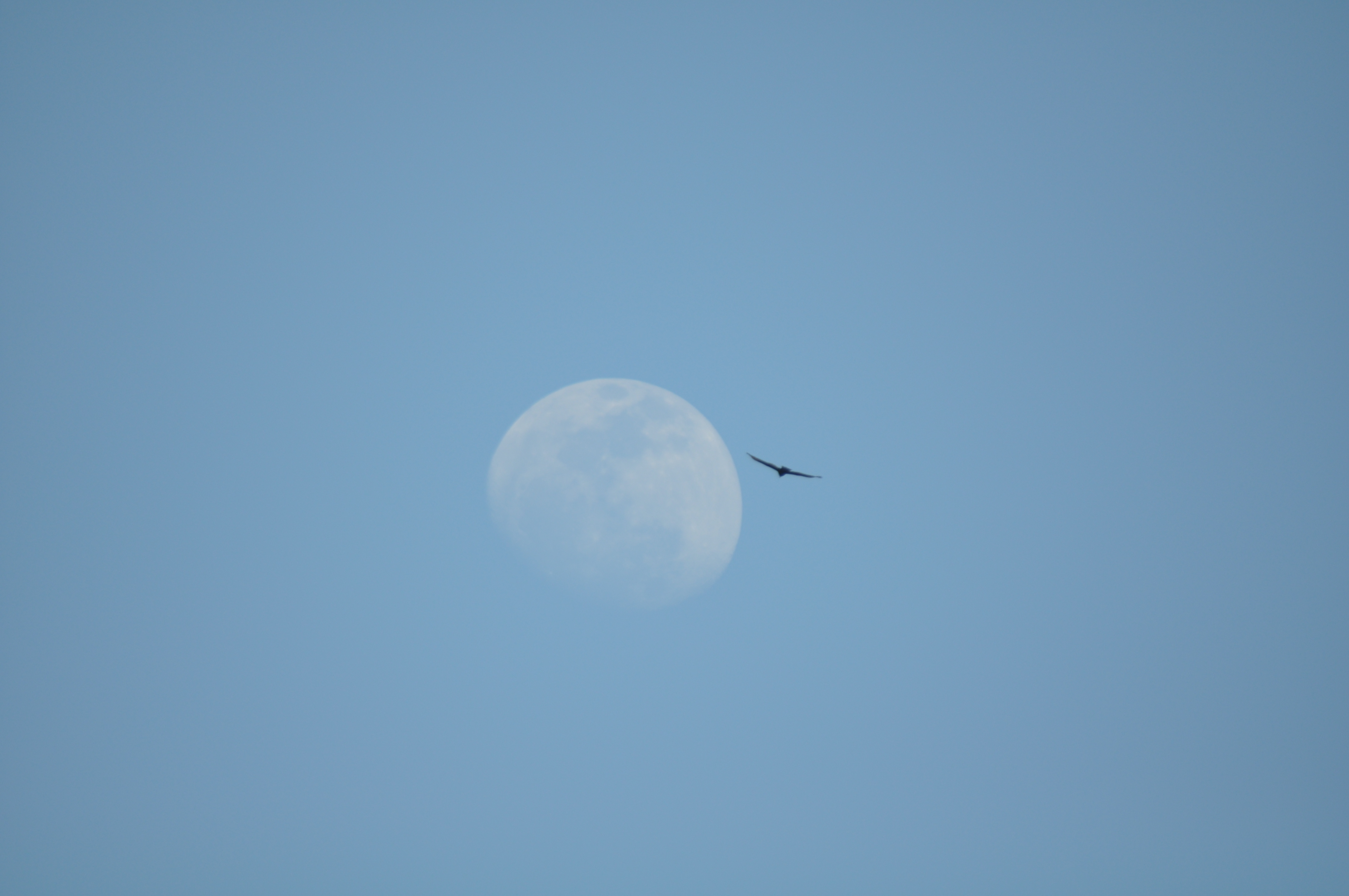 Flying Osprey