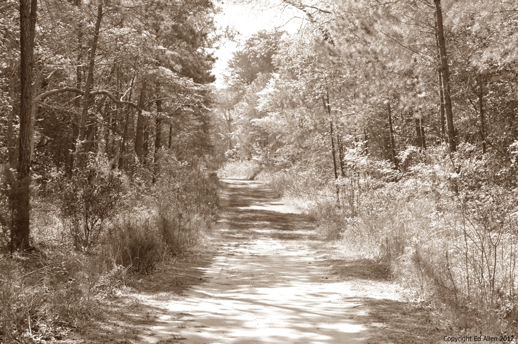 A Peaceful Path